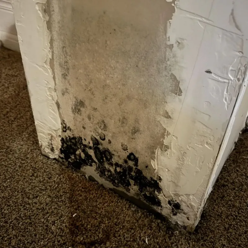 Professional Mold Removal in Wailuku, HI
